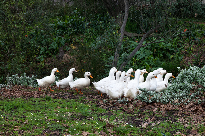 ducks-at-babylonstoren