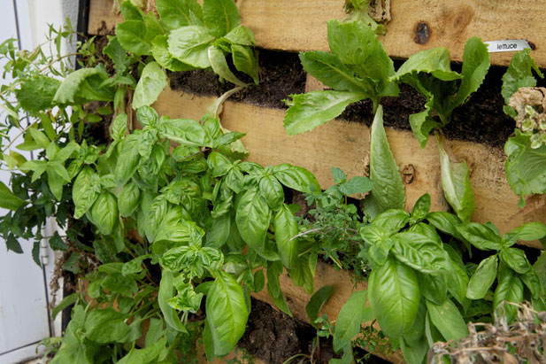 Basil for pallet garden