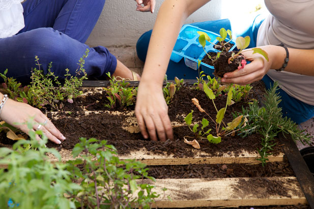 Planting herbs in rows