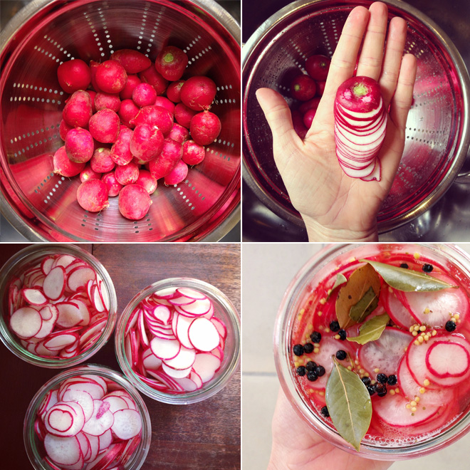 pickeld-radishes-grid