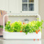 Click & Grow Smart Garden 9 Indoor Gardening Kit on the kitchen counter