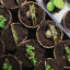 SeedCell Pizza Toppers lifestyle grow