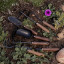 Barebones Dandelion Weeding Fork in use