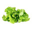 Click & Grow Green Lettuce Seed Pod Refill for Smart Garden, Pack of 3, view of the plant