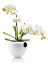Eva Solo Self-Watering Orchid Pot - white