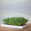 MicroGarden Microgreens Seeded Grow Pads Starter Kit on the table