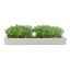 MicroGarden Microgreens Mustard Red Seeded Grow Pads Refill, Pack of 5 detail of the grown plants