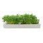 MicroGarden Microgreens Cress Seeded Grow Pads Refill, Pack of 5 detail of the grown plants