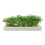 MicroGarden Microgreens Mustard Yellow Seeded Grow Pads Refill, Pack of 5 detail of the grown plants