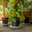 Artevasi Plant Saucer with Wheels with plants