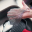 Victoria Stainless Steel Chainmail Scrubber showing scale