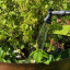 By Benson Premium Spray Gun for Hose