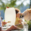 Kooduu Synergy All-In-One Wine Cooler Speaker & Lamp, Small on the table with a bottle of wine