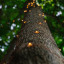 Litehouse Solar LED Copper Wire Fairy Lights, 20m detail