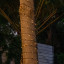 Litehouse Solar LED Black String Fairy Lights, 20m on a tree