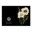 Hendrik Willem Black Collection Cards, Set of 10 detail