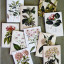 Hendrik Willem Natural Collection Cards, Set of 10
