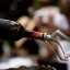 Bosman Family Vineyards Nero in Black Gift Tube, 750ml poured in a glass