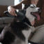 Xiaomi G20 Max Cordless Vacuum Cleaner brushing pet hair