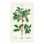 Cavallini & Co Festive Tea Towel - Christmas Holly