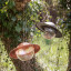 Eva Solo Saturn Bird Feeder hung on a tree