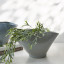 Thread Office Sage Curvy Ceramic Planter
