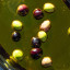 Buffelsdrift Farm Mission Black Table Olives, 500g