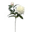 Humble & Mash Peony 68cm White Faux Plant