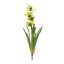 Humble & Mash Cymbidium Green Orchid 58cm Faux Plant