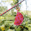 Helio Feretti Waste Bag Dispenser - Pink