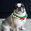 Talking Tables Botanical Crocheted Dog Collar