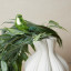 Humble & Mash Green Feather Bird Clips, Set Of 4 on plant