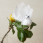 Humble & Mash White Feather Bird Clips, Set Of 2 on plant
