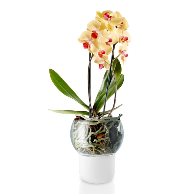 Eva Solo Self-Watering Frosted Glass Orchid Pot - 15cm