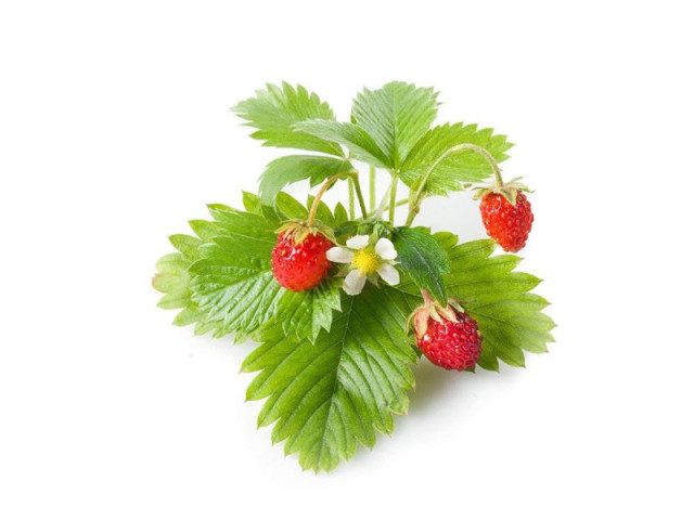 Detail image of Click & Grow Wild Strawberry Seed Pod Refill for Smart Garden, Pack of 3