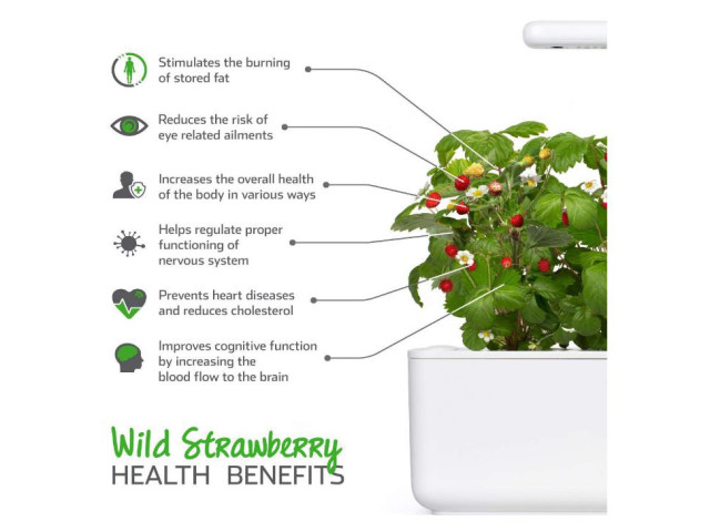 Lifestyle image of Click & Grow Wild Strawberry Seed Pod Refill for Smart Garden, Pack of 3