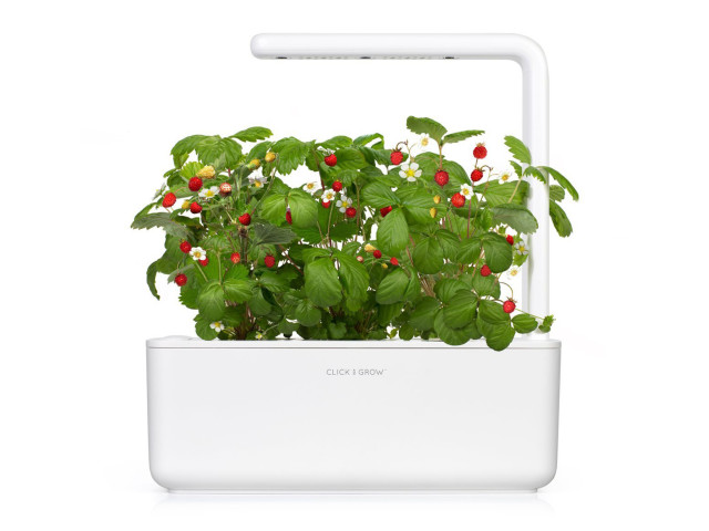 Lifestyle image of Click & Grow Wild Strawberry Seed Pod Refill for Smart Garden, Pack of 3