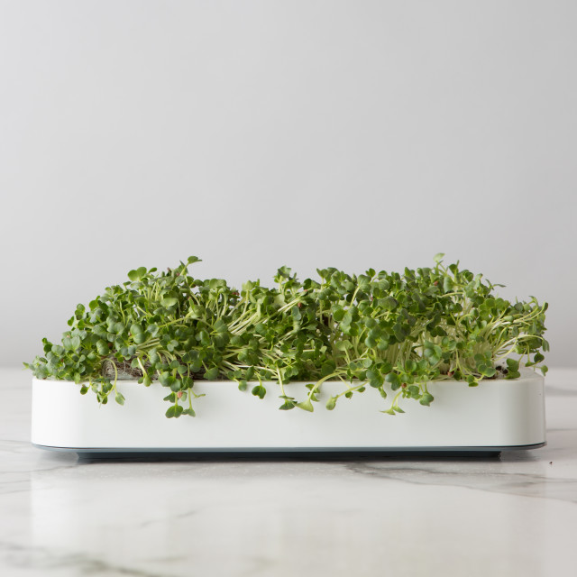 Action image of Chef'n Microgreen Grower Kit