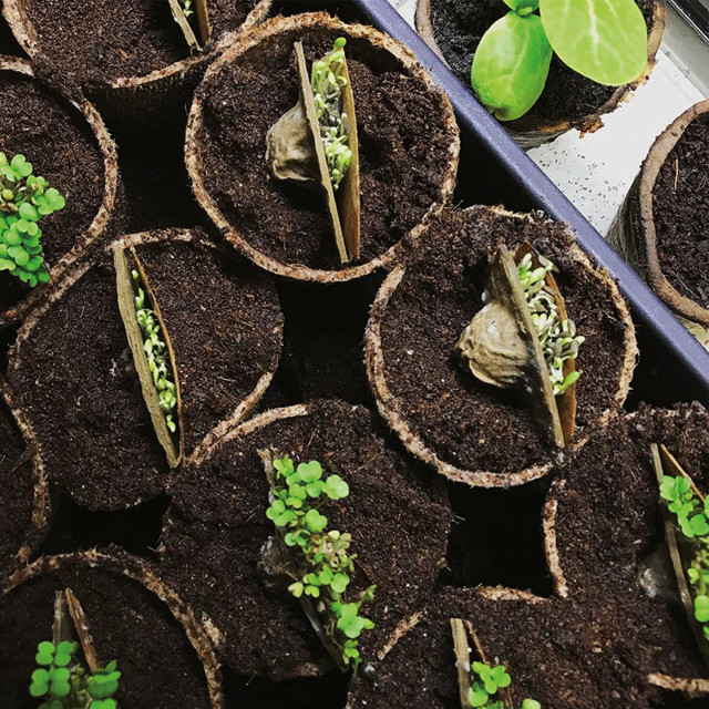 SeedCell Pizza Toppers lifestyle grow