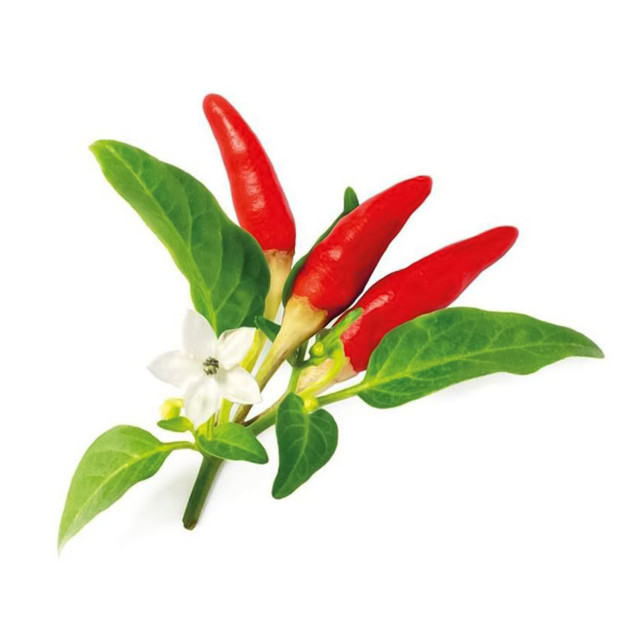 Click & Grow Red Hot Chili Pepper Seed Pod Refill for Smart Garden, Pack of 3, view of the plant