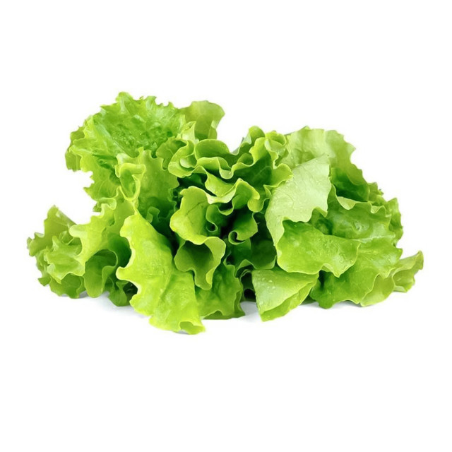 Click & Grow Green Lettuce Seed Pod Refill for Smart Garden, Pack of 3, view of the plant