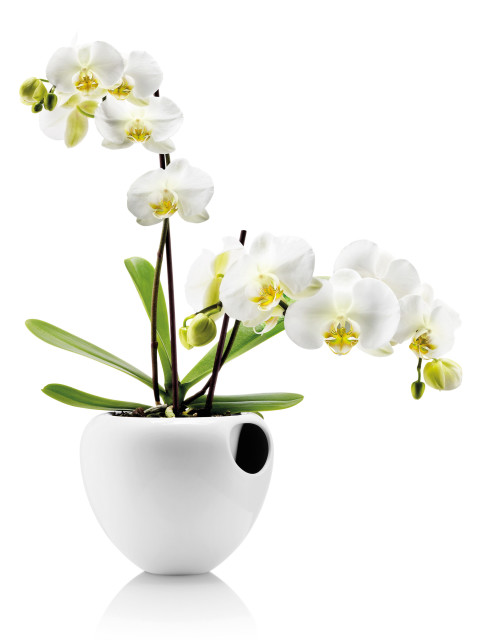 Eva Solo Self-Watering Orchid Pot - white