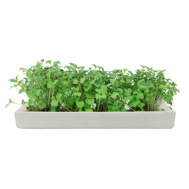 MicroGarden Microgreens Broccoli Seeded Grow Pads Refill, Pack of 5 grown plans