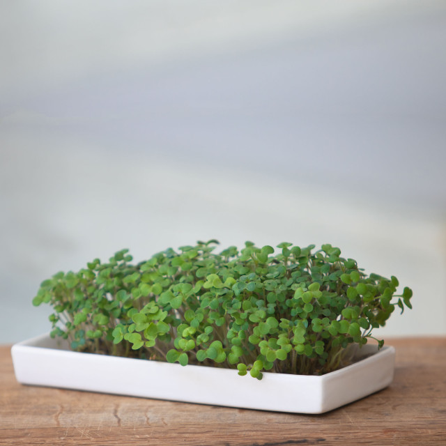 MicroGarden Microgreens Seeded Grow Pads Starter Kit on the table