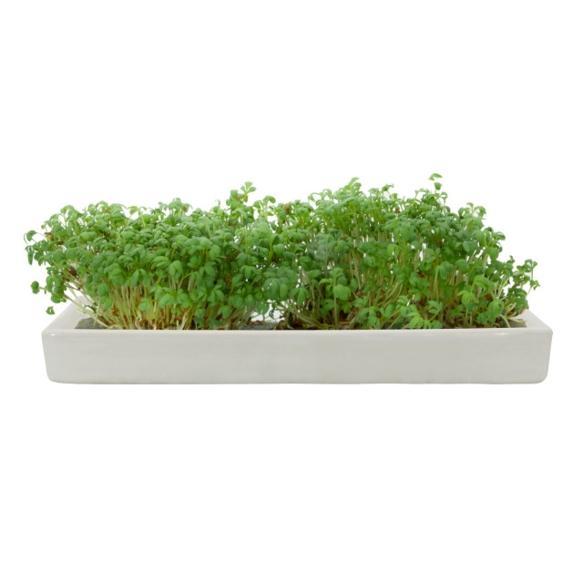 MicroGarden Microgreens Cress Seeded Grow Pads Refill, Pack of 5 detail of the grown plants