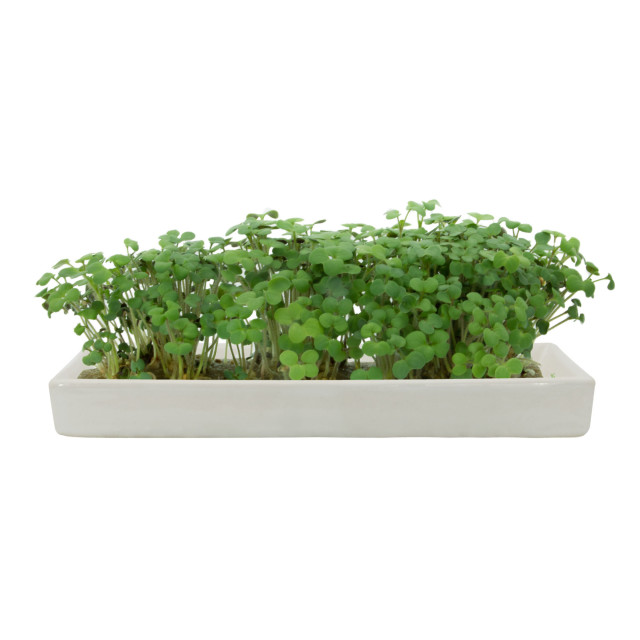 MicroGarden Microgreens Mustard Yellow Seeded Grow Pads Refill, Pack of 5 detail of the grown plants