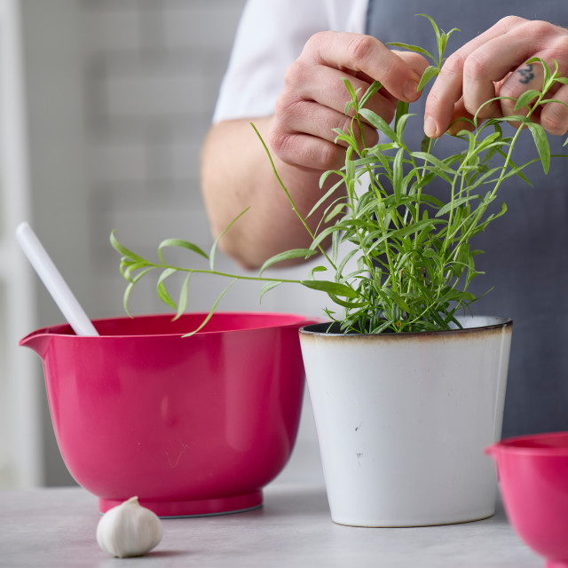 Rosti Margrethe Mixing Bowl, 3L - Beetroot with a plant
