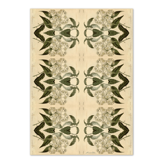 Hendrik Willem Cream Botanicals Wrapping Paper, Set of 4