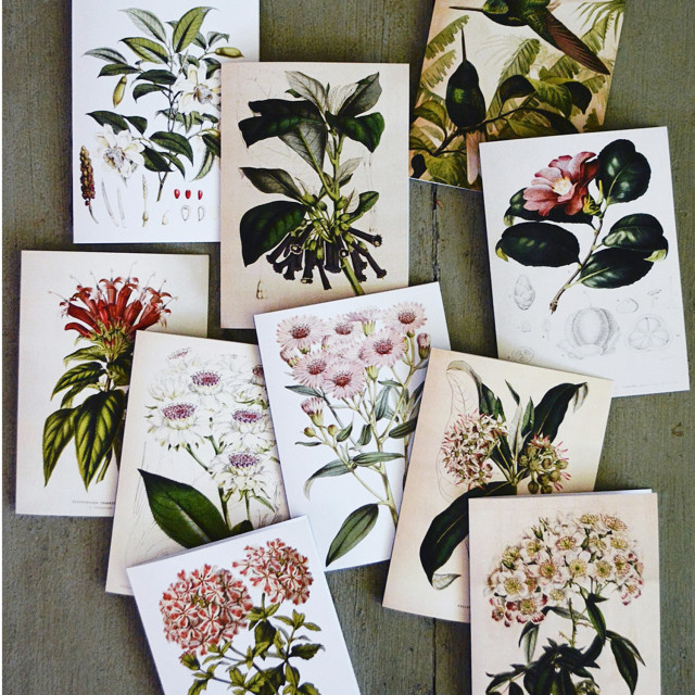 Hendrik Willem Natural Collection Cards, Set of 10