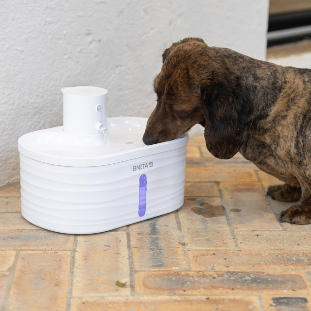 Bneta Automated Pet Water Fountain, 2.5L next to a dog